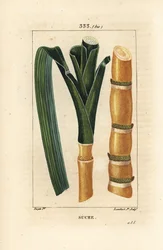 Ädelrör - Sockerrör, Saccharum officinarum, stjälk och blad. Handkolorerad kopparstick av Lambert Junior från en teckning av Pierre Jean-Francois Turpin från Chaumeton, Poiret och Chamberets "" La Flore Medicale,"" Paris, Panckoucke