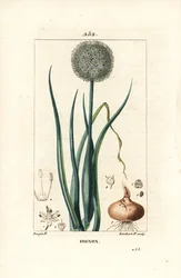 Lök - Lök, Allium cepa, med blomma, blad, lök och rötter. Handkolorerad kopparstick av Lambert Junior från en teckning av Pierre Jean-Francois Turpin från Chaumeton, Poiret och Chamberets "" La Flore Medicale,"" Paris, Panckoucke