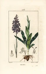 Orchis hane eller satyrion hane - Tidig lila eller hanorkidé, Orchis mascula, med blomma, stjälk, blad och lök. Handkolorerad kopparstick av Lambert Junior efter en teckning av Pierre Jean-Francois Turpin från Chaumeton, Poiret och Chamberet