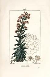 Orpin - Vanlig huslök, Sedum majus. Handkolorerad kopparstick av Lambert Junior från en teckning av Pierre Jean-Francois Turpin från Chaumeton, Poiret och Chamberets "" La Flore Medicale,"" Paris, Panckoucke
