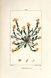 Orpin acre - Gyllene stengröt, Sedum acre. Handkolorerad kopparstick av Lambert Junior från en teckning av Pierre Jean-Francois Turpin från Chaumeton, Poiret och Chamberets "" La Flore Medicale,"" Paris, Panckoucke
