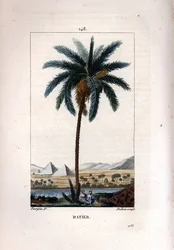 Palm a dadlar Dadelpalm, Phoenix dactylifera, visar frukt och löv mot landskap med pyramider och flod. Handkolorerad kopparstick av Dubois efter teckning av Pierre Jean-Francois Turpin från Chaumeton, Poiret et Chamberets "" La