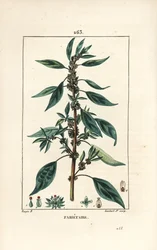 Parietaire officinale (eller Perce wallaille, Casse pierre, Espargoule, Gamberoussette) - Väggpellitory, Parietaria officinalis, med stjälk, blad, blomma och frö. Handkolorerad kopparstick av Lambert Junior efter teckning av Pierre Jean-Fra