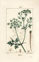 Persilja - Trädgårdspersilja, Petroselinum crispum, med blomma, blad, stjälk, rot och frö. Handkolorerad kopparstick av Lambert Junior från en teckning av Pierre Jean-Francois Turpin från Chaumeton, Poiret och Chamberets "" La Flore Medicale