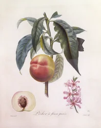 Persika (Prunus persica), Henry Louis Duhamel du Monceau, botanisk platta av Pierre Jean Francois Turpin