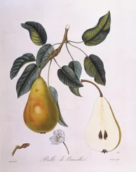 Päron "Belle de Bruxelles" Henry Louis Duhamel du Monceau, botanisk platta av Pierre Jean Francois Turpin