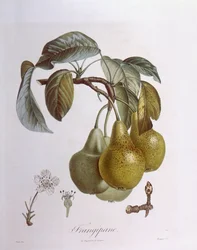 Päron, Henry Louis Duhamel du Monceau, botanisk platta