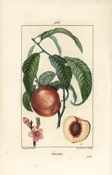 Pecher - Persikaträd, Amygdalus persica, med blomma, blad, stjälk, mogen frukt och frukt i sektion med frö. Handkolorerad kopparstick av Lambert Junior efter en teckning av Pierre Jean-Francois Turpin från Chaumeton, Poiret och Chamberet