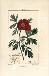 Peony officinale - Europeisk pion, Paeonia officinalis, med blomma, blad och kontur av blomdelar. Handkolorerad kopparstick av Lambert Junior från en teckning av Pierre Jean-Francois Turpin från Chaumeton, Poiret och Chamberets "" La F