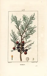 Phoenicie eller Lycia Juniper eller Red Juniper - Feniceansk enbär, arar eller rökelse, Juniperus phoenicea, med gren, blad och bär. Handkolorerad kopparstick av Lambert Junior efter en teckning av Pierre Jean-Francois Turpin från Chaumeton, Po
