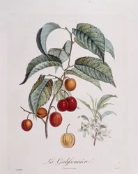 Plommon "La Galifsonniere" Henry Louis Duhamel du Monceau, botanisk tallrik av Pierre Jean Francois Turpin