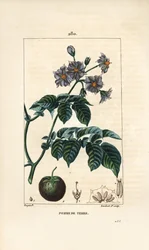 Potatis (potatis) - Potatis, Solanum tuberosum, med blomma, blad, stjälk och frukt. Handkolorerad kopparstick av Lambert Junior från en teckning av Pierre Jean-Francois Turpin från Chaumeton, Poiret och Chamberets "" La Flore Medicale,"" Paris