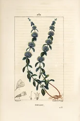 Pouliot Mint - Pennyroyal mynta, Mentha pulegium, med blomma, blad, stjälk, rot och frö. Handkolorerad kopparstick av Lambert Junior från en teckning av Pierre Jean-Francois Turpin från Chaumeton, Poiret och Chamberets "" La Flore Medicale