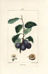 Plommon - Plommon eller plommonträd, Prunus domestica, med frukt, blad, blomma, gren och mogen frukt i sektion. Handkolorerad kopparstick av Lambert Junior från en teckning av Pierre Jean-Francois Turpin från Chaumeton, Poiret och Chamberets "" L