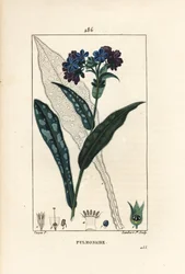 Pulmonary officinale - Lungört, Pulmonaria officinalis, med blomma, blad, stjälk och blad i konturerna. Handkolorerad kopparstick av Lambert Junior från en teckning av Pierre Jean-Francois Turpin från Chaumeton, Poiret och Chamberets "" La