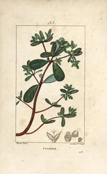 Portulak, Porslin, Porculaca oleracea, med blad, stjälk och blomma. Handkolorerad kopparstick av Lambert Junior från en teckning av Pierre Jean-Francois Turpin från Chaumeton, Poiret och Chamberets "" La Flore Medicale,"" Paris, Panckouck