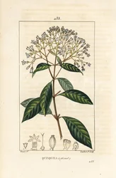 Quinquina - Kinin eller peruanskt barkträd, Cinchona officinalis, med blomma, gren, blad och frö. Handkolorerad kopparstick av Lambert Junior från en teckning av Pierre Jean-Francois Turpin från Chaumeton, Poiret och Chamberets "" La Flo