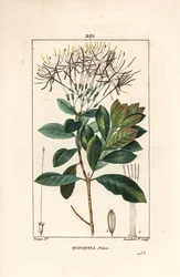 Quinquina python - Exostema sanctae-luciae (syn. Cinchona floribunda), med blomma, blad, stjälk och frö. Handkolorerad kopparstick av Lambert Junior från en teckning av Pierre Jean-Francois Turpin från Chaumeton, Poiret och Chamberets "" La