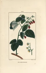 Hallon - Hallon, Rubus idaeus, som visar blommor, löv, taggar och mogen frukt. Handkolorerad kopparstick av Lambert Junior från en teckning av Pierre Jean-Francois Turpin från Chaumeton, Poiret et Chamberets "" La Flore Medicale,"" P