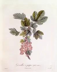 Röda vinbär (Ribes rubrum), Henry Louis Duhamel du Monceau, botanisk tallrik av Pierre Jean Francois Turpin