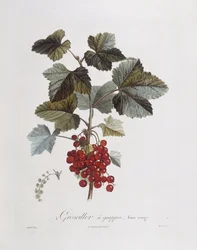 Röda vinbär (Ribes rubrum), Henry Louis Duhamel du Monceau, botanisk tallrik av Pierre Jean Francois Turpin