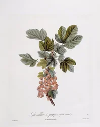 Röda vinbär (Ribes rubrum), Henry Louis Duhamel du Monceau, botanisk tallrik av Pierre Jean Francois Turpin