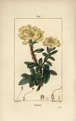 Rhododendron geant - Rosebay, Hymenanthes maxima (Rhododendron maximum), med blomma, taggig stjälk, blad och frö. Handkolorerad kopparstick av Lambert Junior efter en teckning av Pierre Jean-Francois Turpin från Chaumeton, Poiret och Chambere