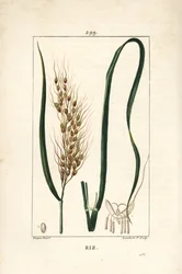 Ris - Ris, Oryza sativa, med blad, frö och stjälk. Handkolorerad kopparstick av Lambert Junior från en teckning av Pierre Jean-Francois Turpin från Chaumeton, Poiret och Chamberets "" La Flore Medicale,"" Paris, Panckoucke