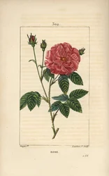 Rose de France eller Rose de Provins - Rose, Rosa gallica, med knopp, blomma, blad och taggig stjälk. Handkolorerad kopparstick av Lambert Junior från en teckning av Pierre Jean-Francois Turpin från Chaumeton, Poiret och Chamberets "" La Flore Me