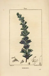 Rosmarin - Rosmarin, Rosmarinus officinalis, med blomma, blad och stjälk. Handkolorerad kopparstick av Lambert Junior från en teckning av Pierre Jean-Francois Turpin från Chaumeton, Poiret och Chamberets "" La Flore Medicale,"" Paris, Panck