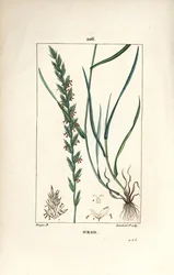 Rågräs, Gramen loliaceum. Handkolorerad kopparstick av Lambert Junior från en teckning av Pierre Jean-Francois Turpin från Chaumeton, Poiret och Chamberets "" La Flore Medicale,"" Paris, Panckoucke