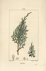 Sabinenbär, Juniperus sabina, med bär, blad, stjälk och frö. Handkolorerad kopparstick av Lambert Junior från en teckning av Pierre Jean-Francois Turpin från Chaumeton, Poiret och Chamberets "" La Flore Medicale,"" Paris, Panckoucke