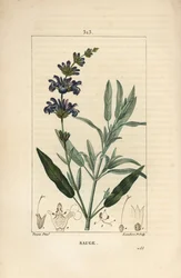Salvia officinale - Vanlig salvia, Salvia officinalis, med blomma, blad, stjälk och frö. Handkolorerad kopparstick av Lambert Junior från en teckning av Pierre Jean-Francois Turpin från Chaumeton, Poiret och Chamberets "" La Flore Medicale,""