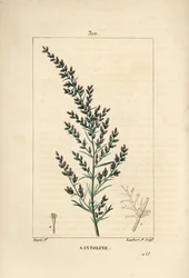 Sagebrush variete - maskfrö eller tatariskt sydträ, Artemisia santonicum. Handkolorerad kopparstick av Lambert Junior från en teckning av Pierre Jean-Francois Turpin från Chaumeton, Poiret och Chamberets "" La Flore Medicale,"" Paris, Pa