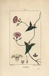 Scammonee - Scammony, Convolvulus scammonia, med blomma, blad, stjälk och klättrande rankor. Handkolorerad kopparstick av Lambert Junior från en teckning av Pierre Jean-Francois Turpin från Chaumeton, Poiret och Chamberets "" La Flore Medica