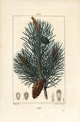 Tall - Vild tall eller tall, Pinus sylvestris, med gren, nål och kotte. Handkolorerad kopparstick av Lambert Junior från en teckning av Pierre Jean-Francois Turpin från Chaumeton, Poiret och Chamberets "" La Flore M