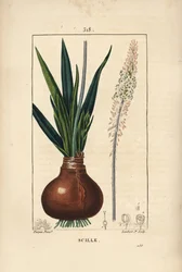 Havssnäcka, Drimia maritima, med lök, blad, stjälk och blomma. Handkolorerad kopparstick av Lambert Junior från en teckning av Pierre Jean-Francois Turpin från Chaumeton, Poiret och Chamberets "" La Flore Medicale,"" Paris, Panckoucke