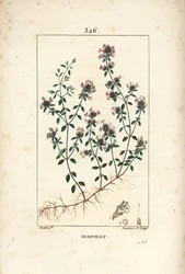 Serpolet eller timjan serpolet - Krypande timjan eller vild timjan, Thymus serpyllum, med blomma, blad, stjälk och rot. Handkolorerad kopparstick av Lambert Junior efter en teckning av Pierre Jean-Francois Turpin från Chaumeton, Poiret och Chamberet