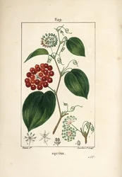 Smilax Variety - Kinesisk smilax, Smilax porslin, med blomma, rankor, blad och frukt. Handkolorerad kopparstick av Lambert Junior från en teckning av Pierre Jean-Francois Turpin från Chaumeton, Poiret och Chamberets "" La Flore Medicale,""