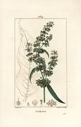 Spinard sorrel ou patience des moines - Patience docka, Rumex patientia, med blomma, stjälk, löv, frö och blad kontur. Handkolorerad kopparstick av Lambert Junior efter teckning av Pierre Jean-Francois Turpin från Chaumeton, Poiret och