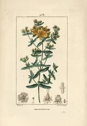 Johannesört, johannesört eller johannesört officinal - Perforerad johannesört, Hypericum perforatum. Handkolorerad kopparstick av Lambert Junior efter en teckning av Pierre Jean-Francois Turpin från Chaumeton, Poiret och Chambere