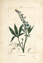 Staphisagria - Lie-bane eller stavesacre, Delphinium staphisagria, med blomma, blad, stjälk och frö. Handkolorerad kopparstick av Lambert Junior från en teckning av Pierre Jean-Francois Turpin från Chaumeton, Poiret och Chamberets "" La Flore