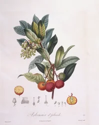 Jordgubbsträd (Arbutus unedo), Henry Louis Duhamel du Monceau, botanisk tallrik av Pierre Jean Francois Turpin