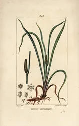 Luktande flagga, Acorus calamus, med frö, blad och rot. Handkolorerad kopparstick av Lambert Junior från en teckning av Pierre Jean-Francois Turpin från Chaumeton, Poiret och Chamberets "" La Flore Medicale,"" Paris, Panckoucke