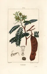 Tamarind - Tamarind, Tamarindus indica, skenande blomma, löv och fröskida. Handkolorerad kopparstick av Lambert Junior från en teckning av Pierre Jean-Francois Turpin från Chaumeton, Poiret och Chamberets "" La Flore Medicale,"" Paris, Panc
