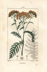 Tansy - Tansy, Tanacetum vulgare. Handkolorerad kopparstick av Lambert Junior från en teckning av Pierre Jean-Francois Turpin från Chaumeton, Poiret och Chamberets "" La Flore Medicale,"" Paris, Panckoucke