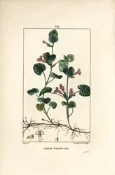 Jordmurgröna - Jordreva, Hedera terrestris. Handkolorerat punktgraverat kopparstick av Lambert Junior efter en teckning av Pierre Jean-François Turpin ur Chaumeton, Poiret och Chamberets "La Flore Médicale", Paris, Panckoucke