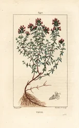 Timjan, Thymus vulgaris, visar, blomma, blad, stjälk och rot. Handkolorerad kopparstick av Lambert Junior från en teckning av Pierre Jean-Francois Turpin från Chaumeton, Poiret och Chamberets "" La Flore Medicale,"" Paris, Panckoucke