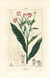 Tobak - Tobak, Nicotiana tabacum. Handkolorerad kopparstick av Lambert Junior från en teckning av Pierre Jean-Francois Turpin från Chaumeton, Poiret och Chamberets "" La Flore Medicale,"" Paris, Panckoucke