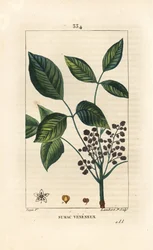 Toxic Liana - Poison ek, Toxicodendron pubescens. Handkolorerad kopparstick av Lambert Junior från en teckning av Pierre Jean-Francois Turpin från Chaumeton, Poiret och Chamberets "" La Flore Medicale,"" Paris, Panckoucke